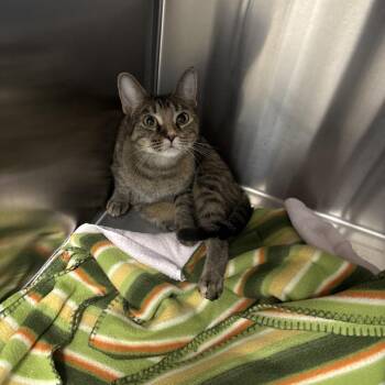 Sophie -  Domestic Short Hair Cat for Adoption in Jupiter, Florida - Sophie | PetCurious