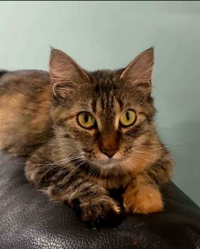 Domestic Long Hair Cats Available for Adoption - Jayden - Gorgeous Torbie  | PetCurious