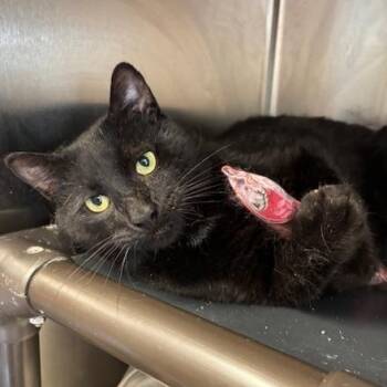Rescue Domestic Short Hair Cats for Adoption in Braintree, Massachusetts - Denali | PetCurious