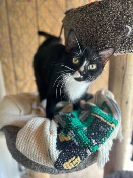 Domestic Short Hair Cats Available for Adoption in Ashland, Ohio - Amore (bonded With Love Bug) | PetCurious