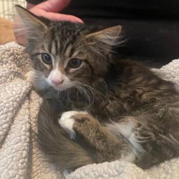 Quinn -  Domestic Long Hair Cat for Adoption in Chicago, Illinois - Quinn | PetCurious