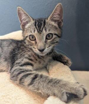 Casio -  Domestic Short Hair Cat for Adoption in Oviedo, Florida - Casio | PetCurious