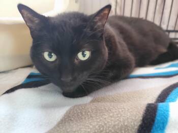 Squeakers -  Domestic Short Hair Cat for Adoption in Hamilton, Ontario - Squeakers | PetCurious