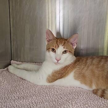 Creamsicle -  Domestic Short Hair Cat for Adoption in Burlington, Ontario - Creamsicle | PetCurious