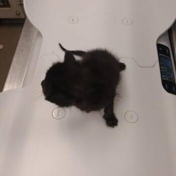 Rebecca -  Domestic Short Hair Cat for Adoption in Palm Coast, Florida - Rebecca | PetCurious