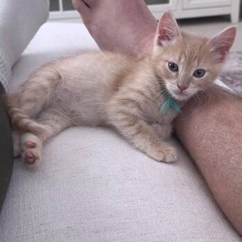 Christian 22 -  Domestic Short Hair Cat for Adoption in Austin, Texas - Christian 22 | PetCurious