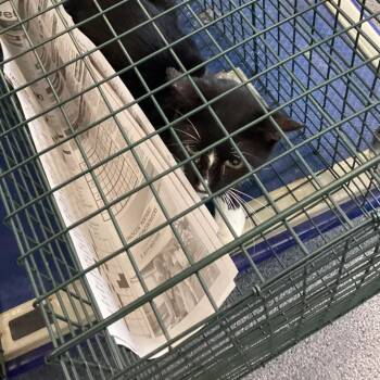 Carmichaela -  Domestic Short Hair Cat for Adoption in Montgomery, Alabama - Carmichaela | PetCurious