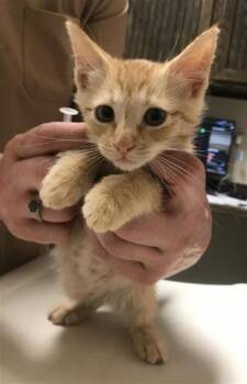 A429855 -  Domestic Short Hair Cat for Adoption in Conroe, Texas - A429855 | PetCurious