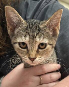 Frances Foster -  Domestic Short Hair Cat for Adoption in Fishers, Indiana - Frances Foster | PetCurious