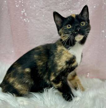 Wawa -  Domestic Short Hair Cat for Adoption in Clarkesville, Georgia - Wawa | PetCurious