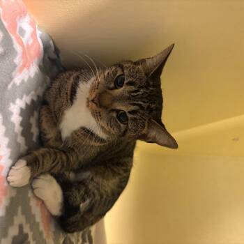 Cami -  Domestic Short Hair Cat for Adoption in Charleston, South Carolina - Cami | PetCurious