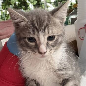 Ragnar -  Domestic Short Hair Cat for Adoption in Los Angeles, California - Ragnar | PetCurious