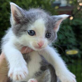Blueberry -  Domestic Short Hair Cat Available for Adoption in Johnstown, Pennsylvania - Blueberry | PetCurious