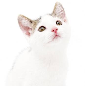 Cod - He is so cute and cuddly - little white cloud -  Turkish Van Cat for Adoption in Bedford Hills, New York - Cod - He Is So Cute And Cuddly - Little White Cloud | PetCurious
