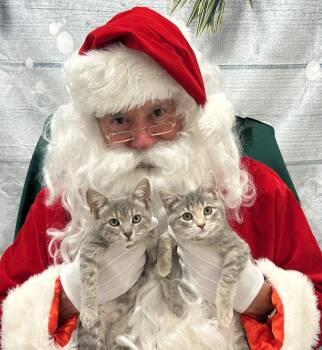 Rescue Tabby Cats for Adoption in Memphis, Tennessee - Twinkie | PetCurious