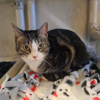 Harlow -  Domestic Short Hair Cat for Adoption - Harlow | PetCurious