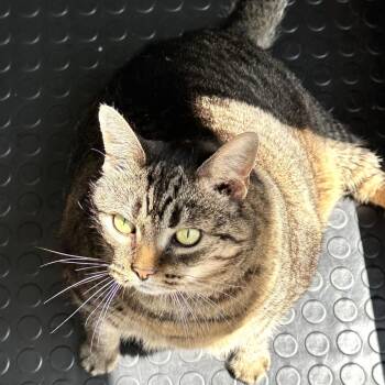 Bandit -  Domestic Short Hair Cat for Adoption in Concord, New Hampshire - Bandit | PetCurious