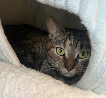 Rescue Domestic Short Hair Cats for Adoption in Fall River, Massachusetts - Ruby | PetCurious