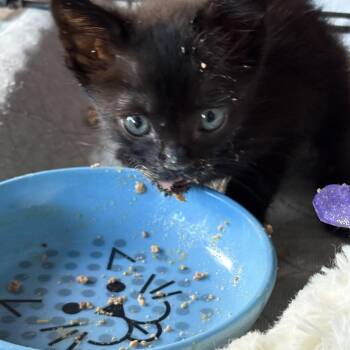 Sweet -  Domestic Short Hair Cat for Adoption in Aibonito, Aibonito - Sweet | PetCurious