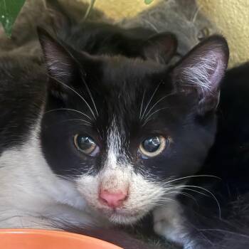 Terracota -  Domestic Short Hair Cat for Adoption in Flagstaff, Arizona - Terracota | PetCurious