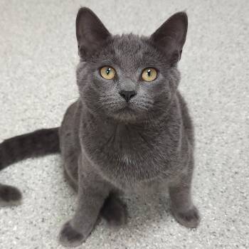 Leno -  Domestic Short Hair Cat for Adoption in Marshfield, Wisconsin - Leno | PetCurious