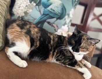 Casey -  Domestic Short Hair Cat for Adoption in Zimmerman, Minnesota - Casey | PetCurious