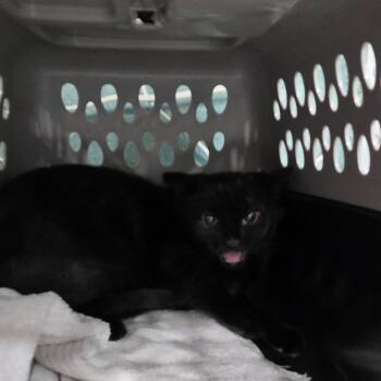 20260708-B2 Midnight -  Domestic Short Hair Cat for Adoption in Chehalis, Washington - 20260708-B2 Midnight | PetCurious