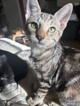 Cookie -  Domestic Short Hair Cat for Adoption in North Babylon, New York - Cookie | PetCurious