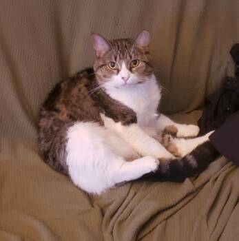 Mama (AKA Mamaccino) -  Domestic Short Hair Cat for Adoption in Mayfield, New York - Mama (AKA Mamaccino) | PetCurious