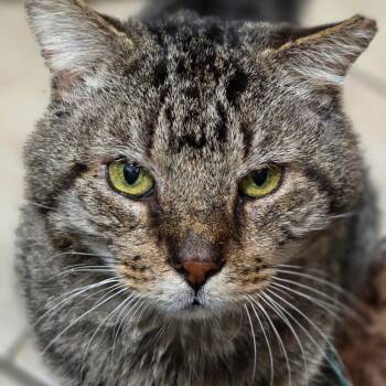 Domestic Short Hair Cats Available for Adoption - Tiny Aka Bruiser | PetCurious