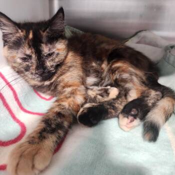Eli -  Domestic Short Hair Cat for Adoption in Cedaredge, Colorado - Eli | PetCurious