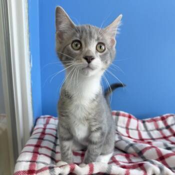 Cleo -  Domestic Short Hair Cat for Adoption in Mankato, Minnesota - Cleo | PetCurious