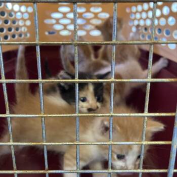 Moro -  Domestic Short Hair Cat for Adoption in Long Beach, California - Moro | PetCurious