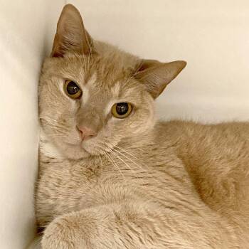 Hugh -  Domestic Short Hair Cat for Adoption in Dover, New Hampshire - Hugh | PetCurious