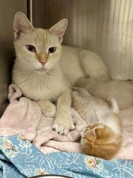 MARGE -  Domestic Short Hair Cat for Adoption in Las Vegas, Nevada - MARGE | PetCurious