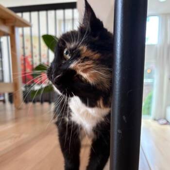 Bibi -  Domestic Short Hair Cat for Adoption in Chicago, Illinois - Bibi | PetCurious