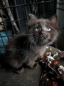 Quokka -  Domestic Medium Hair Cat for Adoption in Grand Junction, Colorado - Quokka | PetCurious