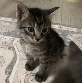 Elliot -  Domestic Short Hair and Tabby Cat for Adoption in Vacaville, California - Elliot | PetCurious