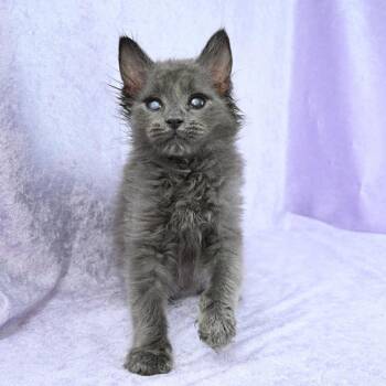 Domestic Long Hair Cats Available for Adoption in Mobile, Alabama - Stevie | PetCurious