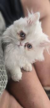 Persian Cats Available for Adoption in Anthem, Arizona - Prince | PetCurious