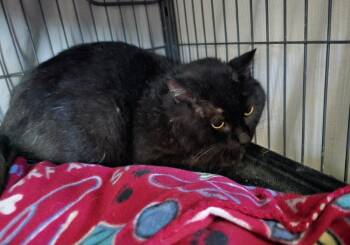 Domestic Short Hair Cats Available for Adoption - Pops | PetCurious