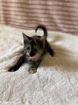 Whisper -  Domestic Short Hair Cat for Adoption in Syracuse, New York - Whisper | PetCurious