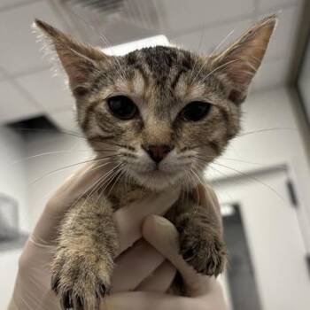 Birk -  Domestic Short Hair Cat for Adoption in Bentonville, Arkansas - Birk | PetCurious