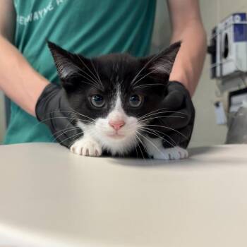 Domestic Short Hair Cats Available for Adoption in Huntington, West Virginia - Skittles | PetCurious