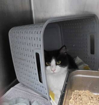 Rescue Domestic Short Hair Cats for Adoption in Portsmouth, Virginia - Dj Mittens | PetCurious