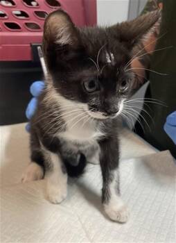 BUCK -  Domestic Short Hair Cat for Adoption in Tallahassee, Florida - BUCK | PetCurious