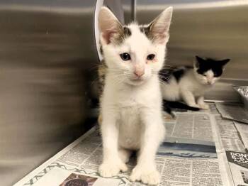 Domestic Short Hair Cats Available for Adoption in Tustin, California - TIMBERLAKE | PetCurious