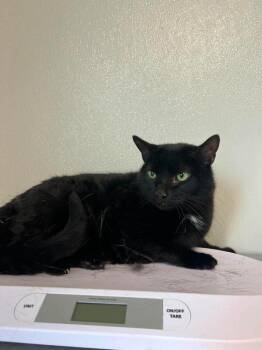 Bella -  Domestic Short Hair Cat for Adoption in Bolivar, Missouri - Bella | PetCurious