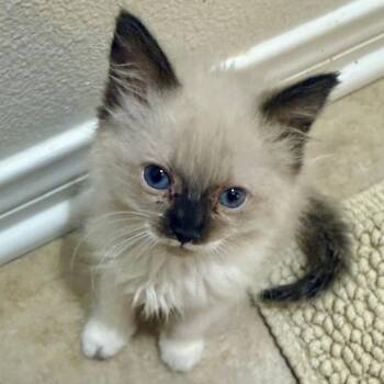 Raven -  Siamese Cat for Adoption in Los Angeles, California - Raven | PetCurious