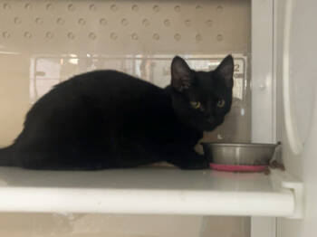 Rescue Domestic Short Hair Cats for Adoption in Kansas City, Missouri - Mr. Man | PetCurious